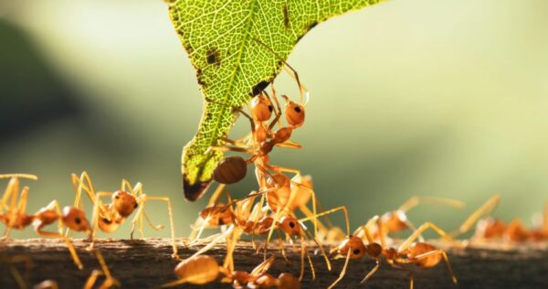 Descubre el método súper eficaz para mantener alejadas a las hormigas de árboles frutales y hortalizas