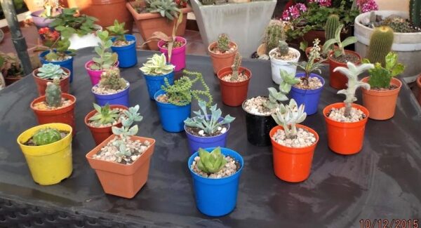 Descubre el significado de que te regalen suculentas