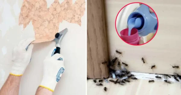 Descubre los Increíbles Usos del Suavizante de Telas Más Allá de la Lavadora