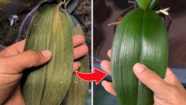 Después de pulverizar esta agua verás como la orquídea dejará de marchitarse