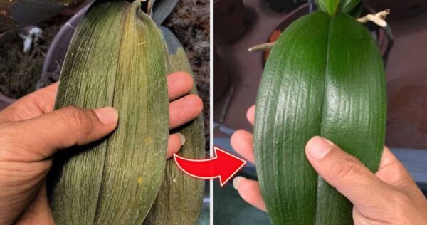 Después de pulverizar esta agua verás como la orquídea dejará de marchitarse