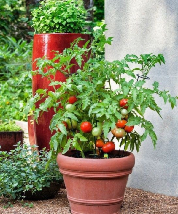Desvelando la superioridad de los tomates Kumato sobre los rojos tradicionales: una perspectiva nutricional y de jardinería