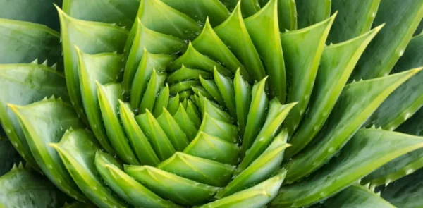 Devuélvele la vida a tu aloe vera agonizante: ¡consejos y trucos para salvarlo!