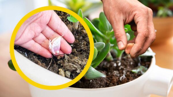 Diente de ajo en las plantas, el secreto impensable de todo jardinero: pocos lo saben