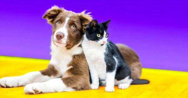 ¿Dónde puedes dejar a tu gato o perro cuando te vas de vacaciones? 8 posibles soluciones