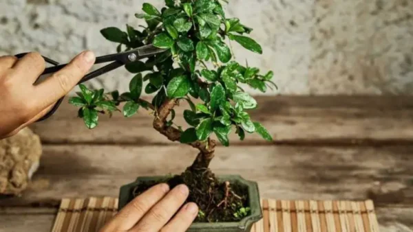 Dominar el arte del bonsái: consejos y trucos para un crecimiento óptimo de tu árbol en miniatura