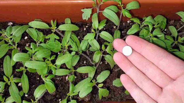 Dona una súper cosecha, entiérrala en todas las plántulas del jardín y verás los resultados