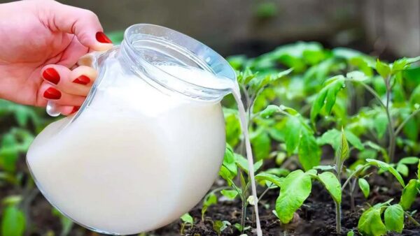 Duplica tu cosecha de frutas y verduras con este ingrediente frigorífico