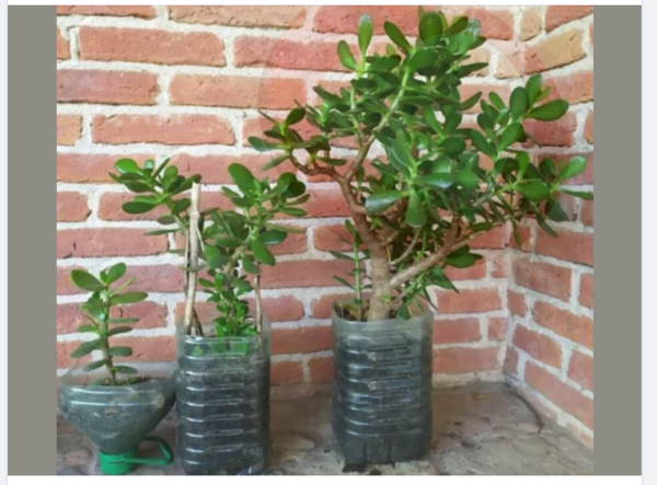 ESTA PLANTA TRAERÁ DINERO Y PROSPERIDAD A TU CASA SÓLO TIENES QUE PONERLA EN EL SITIO ADECUADO LA PLANTA SE LLAMA Árbol de jade