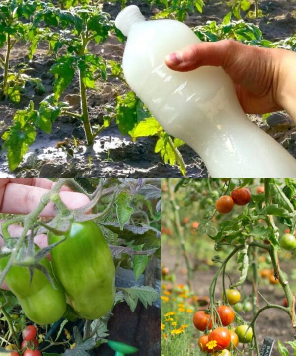 El Poder Transformador de la Leche en tu Jardín: Consejos Prácticos de un Agricultor Experimentado