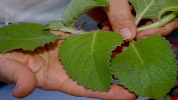 El Poleo ¡La planta que te limpiara internamente de pies a cabeza!
