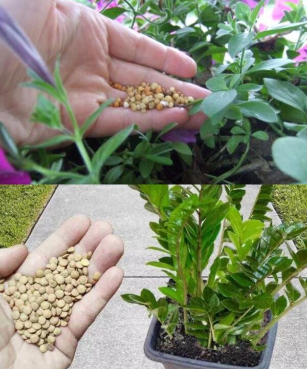El Secreto de las Lentejas: Un Fertilizante Natural para Flores Exuberantes