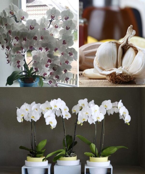 El ajo es un salvavidas para la orquídea. Sólo 3 dientes y al cabo de un tiempo aparecerán los primeros brotes, que serán aún más hermosos