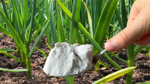 El bicarbonato de sodio es el mejor amigo de un jardinero: aquí hay 10 usos inteligentes en el jardín