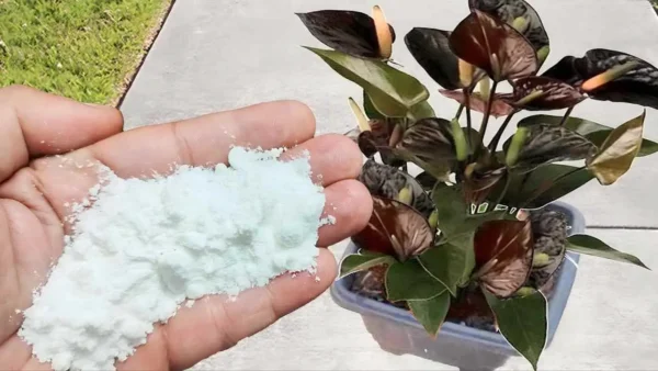 El mejor fertilizante natural para plantas utilizado por los viveristas – vale solo 10 centavos