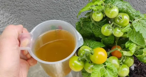 El mejor fertilizante orgánico barato: explosión para tomates y pepinos