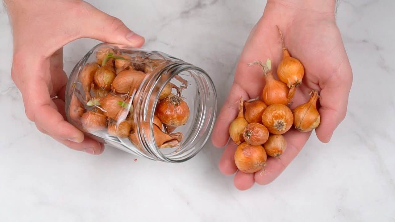 Mantenga las cebollas frescas