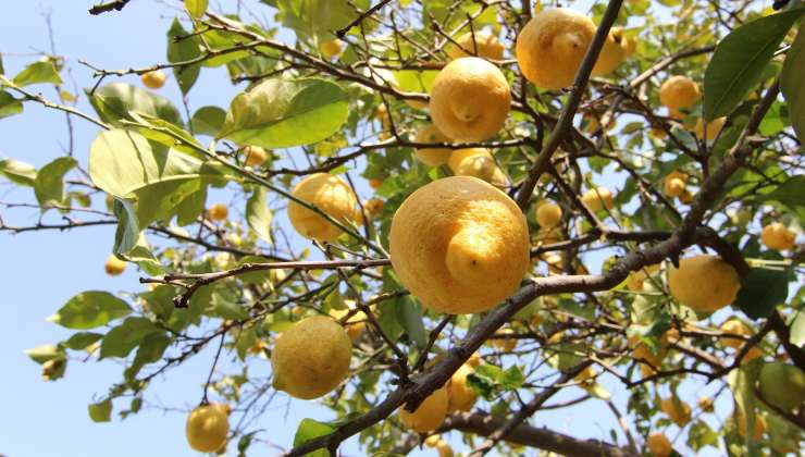 Pianta di limoni Planta de limón