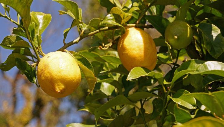 Limoni Limones
