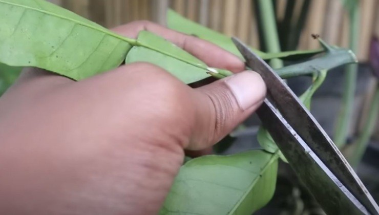 Limoni da talee Limones de esquejes