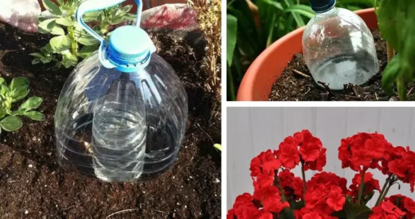 El método perfecto para regar las plantas cuando estamos de vacaciones. Para huertas y plantas en macetas.