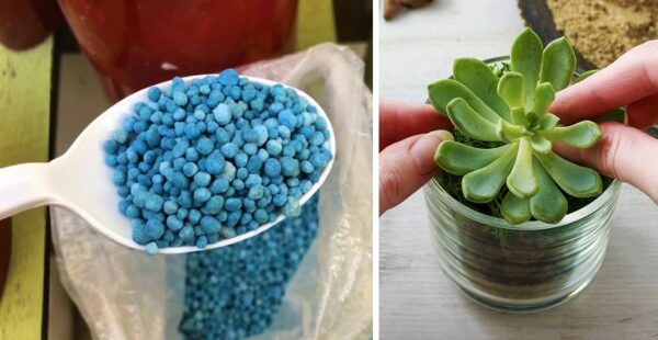 El nitrofoska azul es el abono perfecto para las suculentas
