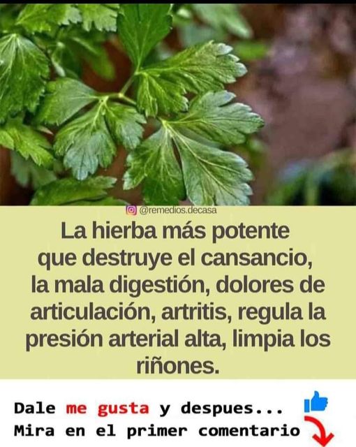 El perejil: para qué sirve y cómo usarlo en nuestras preparaciones