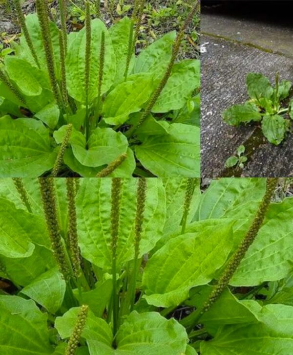 El poder oculto de Plantago major: La maravilla sin pretensiones de la naturaleza