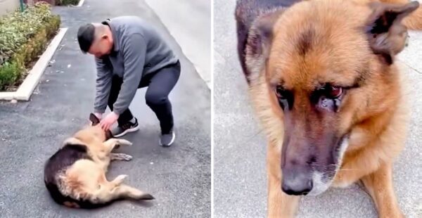 El reencuentro de una perra policía jibarada y su ex entrenador. Se pone a llorar de alegría. Lo recuerda con amor