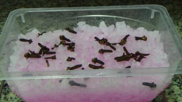 El repelente natural más potente para eliminar inmediatamente todos los insectos del hogar