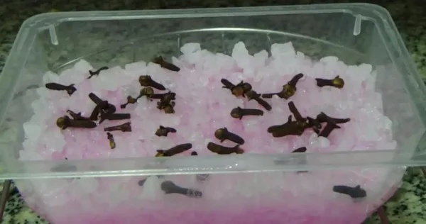 El repelente natural más potente para eliminar inmediatamente todos los insectos del hogar