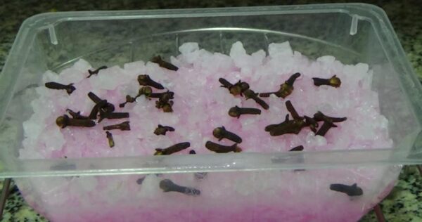 El repelente natural más potente para eliminar inmediatamente todos los insectos del hogar