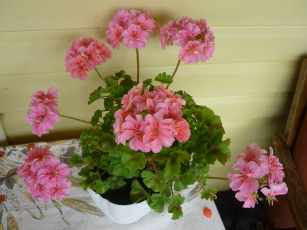 ¡El secreto del viverista para que tus geranios florezcan!