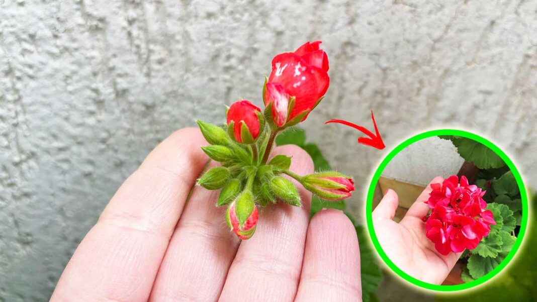 estimular-flores-geranios estimular-flores-geranios