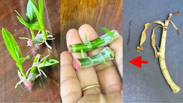 El secreto único de un jardín lleno de orquídeas