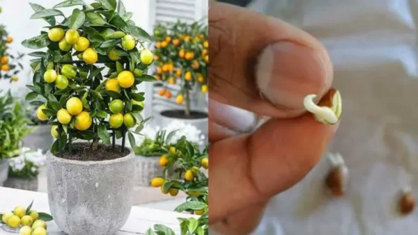 El secreto para cultivar un limonero a partir de semillas.