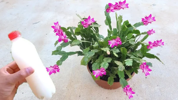 El secreto para hacer que tu cactus navideño produzca más flores