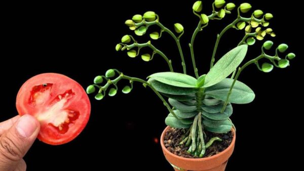 El secreto para tener siempre orquídeas sanas y florecientes cada año es precisamente este