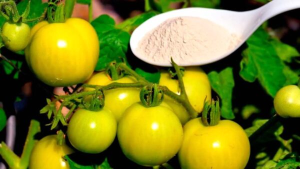 El suplemento orgánico más fuerte para doble pepinos, tomates y pimientos