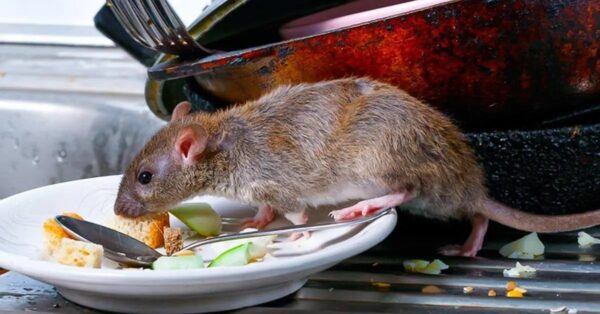 El truco brillante para mantener a los ratones alejados de casa: no se atreverán a volver