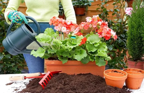 El truco de la floristería para hacer florecer los geranios en otoño