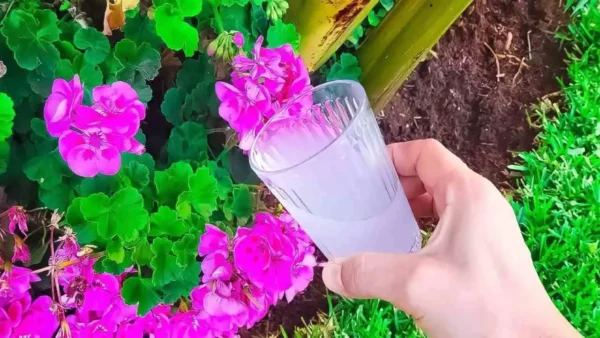 El truco de los jardineros para que las plantas crezcan enseguida: las riegan con esto