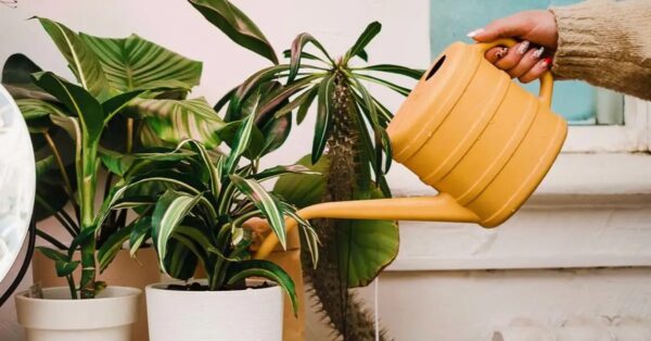 El truco de un experto para saber si tus plantas necesitan agua