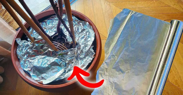 El truco genial para cultivar tus plantas rápidamente