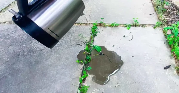 El truco genial para matar instantáneamente las malas hierbas en patios y entradas de vehículos