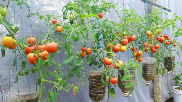 ¡El truco milagroso para detener la propagación del moho en tus tomates!