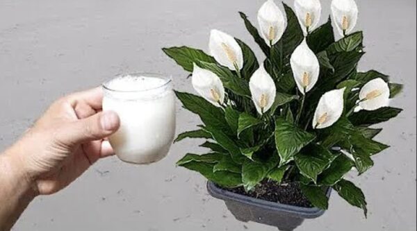 El truco natural para que tu spathiphyllum explote de flores