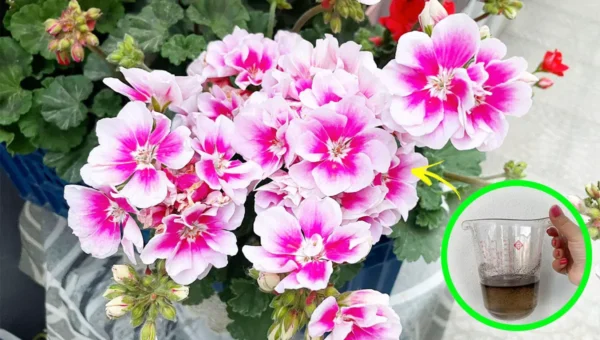 El truco para abonar hortensias y geranios