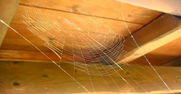 El truco para deshacerse de las telarañas