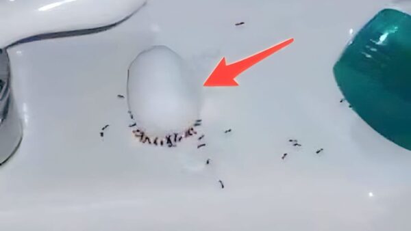 El truco para hacer desaparecer las hormigas de la noche a la mañana: estos 2 ingredientes son suficientes